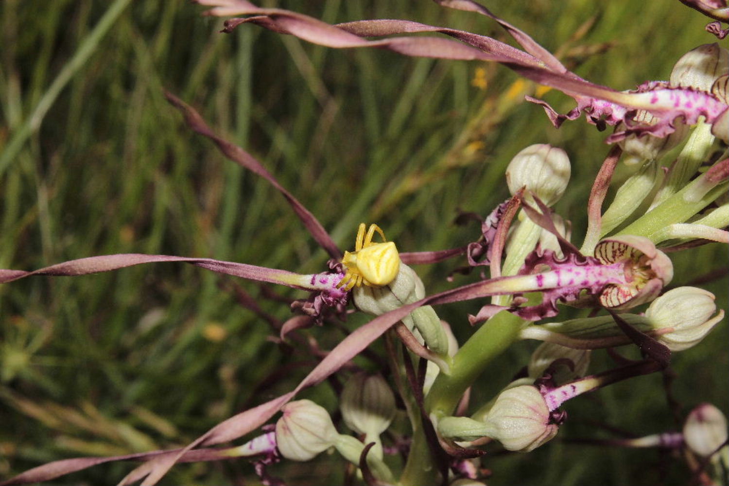 Orchidee Basso PiemonteEntroterra Liguria